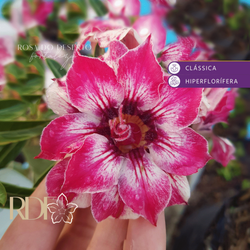 Rosa do Deserto Big Caudex - Rosa Do Deserto Mademoisele - Linha Big Caudex RDF - RDF Fortaleza