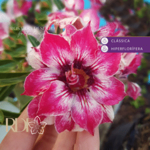 Rosa do Deserto Big Caudex - Rosa Do Deserto Mademoisele - Linha Big Caudex RDF - RDF Fortaleza