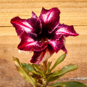Big Caudex - Rosa Do Deserto C 68