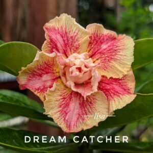 Rosa do Deserto Big Caudex - Rosa Do Deserto Dream Catcher - Linha Big Caudex RDF - RDF Fortaleza