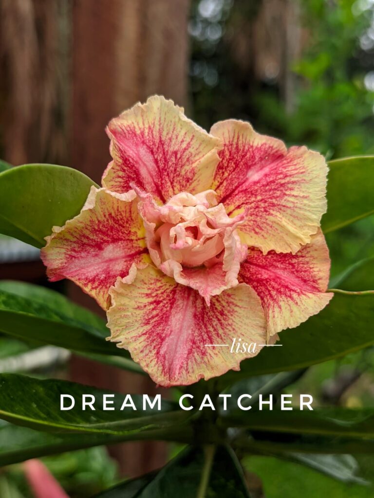Rosa do Deserto Big Caudex - Rosa Do Deserto Dream Catcher - Linha Big Caudex RDF - RDF Fortaleza