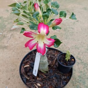 Rosa do Deserto Big Caudex - Rosa Do Deserto Fiona - Linha Big Caudex RDF - RDF Fortaleza
