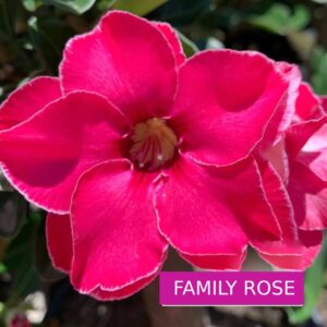 Rosa do Deserto Big Caudex - Rosa Do Deserto Family Rose ( Swazicum ) - Linha Big Caudex RDF - RDF Fortaleza