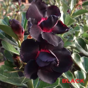 Rosa do Deserto Big Caudex - Rosa Do Deserto Black - Linha Big Caudex - RDF Fortaleza