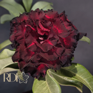 Rosa do Deserto Big Caudex - Rosa Do Deserto Bloody Rubi - Linha Big Caudex RDF - RDF Fortaleza