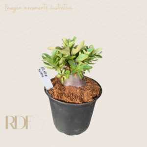 Arabicum Black Stone (12 Meses)