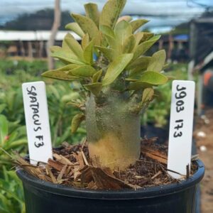1903 173 Arabicum Spartacus F3