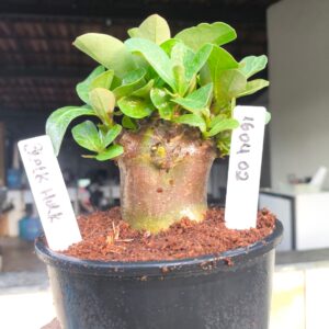 1604 02 Arabicum Black Hulk F3 12 meses