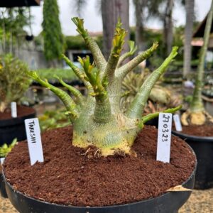 2703 23 Arabicum Takeshi - Adulta