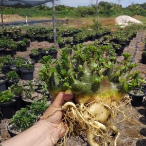 2704 02 Arabicum Tank