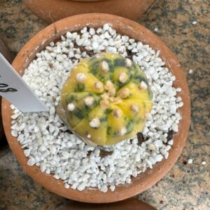 1004 08 Cacto Astrophytum Asterias Variegata
