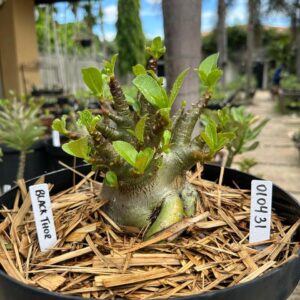 0104 31 Arabicum Black Thor - Adulta