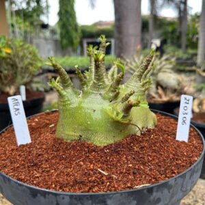 2703 06 Arabicum Atlas - Adulta ( Leilão)