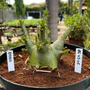 2703 06 Arabicum Rhino - Adulta