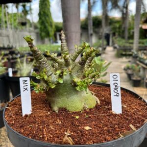 0104 09 Arabicum Nix - Adulta