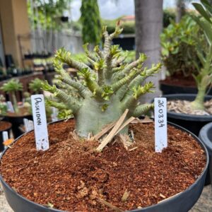 2603 34 Arabicum Poseidon - Adulta ( Leilão )