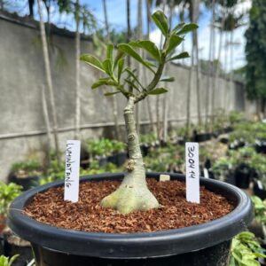 3004 14 Baobá Baby Luminatang
