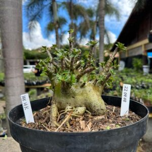 2204 08 Arabicum MK Mk - Adulta