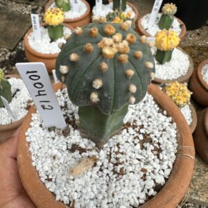1004 13 Cacto Astrophytum Asterias Star Shape