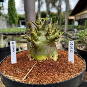 0104 01 Arabicum Ultron - Adulta ( Leilão )