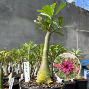2204 08 Rosa do Deserto Natividade