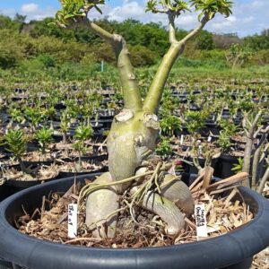 1804 04 Socotra Dourada