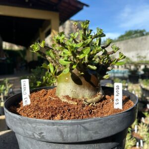 0804 03 Arabicum Emeral crown - Adulta ( Leilão )