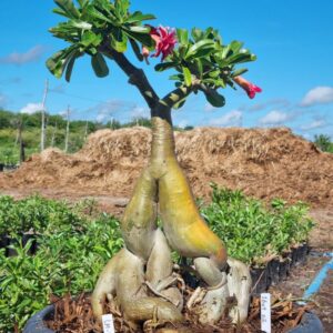 1604 01 Socotra Lm2