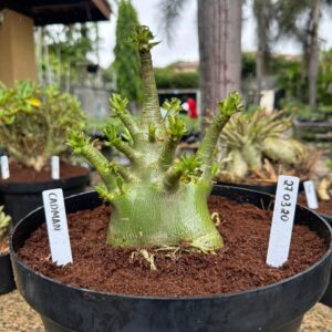 2703 30 Arabicum Cadman - Adulta