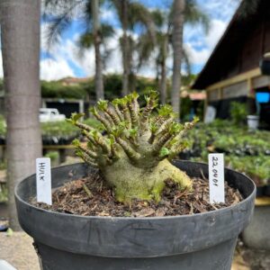 2204 01 Arabicum Hulk - Adulta