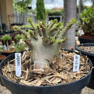 2603 30 Arabicum Urbano - Adulta
