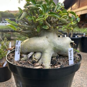 3004 02 Arabicum Thai soco - Adulta