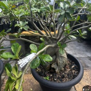 3004 01 Socotra pendente