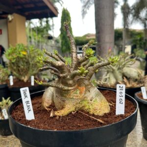 2703 02 Arabicum Tank - Adulta