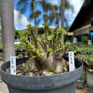 2204 11 Arabicum Godji Dk - Adulta