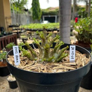 2603 07 Arabicum Zeus - Adulta
