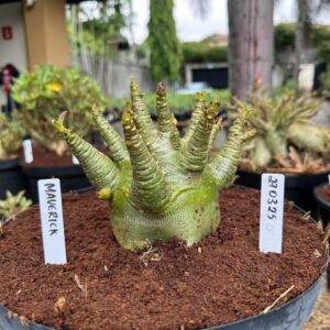 2703 25 Arabicum Maverick - Adulta