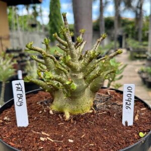0104 26 Arabicum Fat boy - Adulta