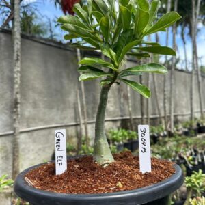 3004 15 Baobá Baby Green Elf