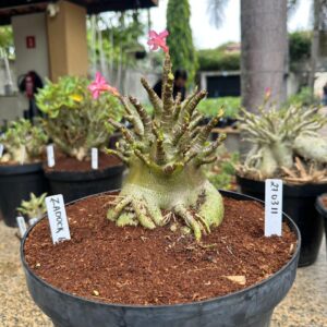 2703 11 Arabicum Zadock - Adulta