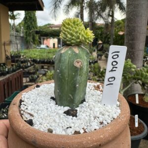 1004 01 Cacto Mammilaria painteri variegata