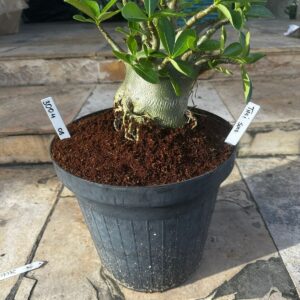 3004 08 Arabicum Thai soco - Adulta