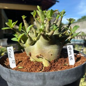 0804 05 Arabicum Tyson - Adulta ( Leilão )