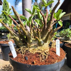 3103 01 Arabicum Godzilla ( Leilão ) - Adulta