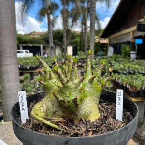 2204 06 Arabicum Dinossaur - Adulta