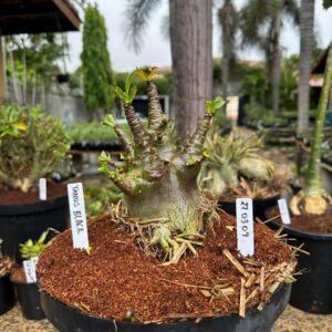2703 08 Arabicum Tanos Black  - Adulta
