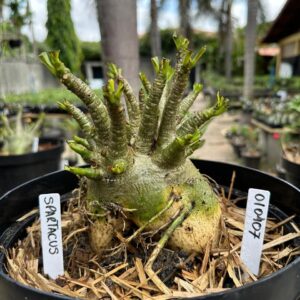 0104 07 Arabicum Spartacus - Adulta