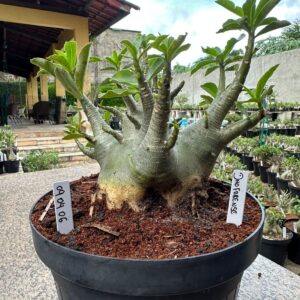 0904 06 Arabicum Dhofarense ( Folha Aveludada ) - Adulta