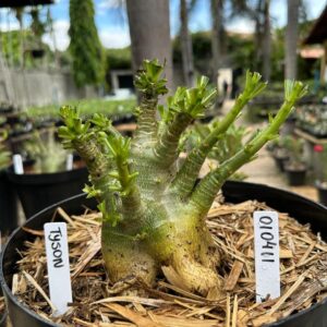 0104 11 Arabicum Tyson - Adulta