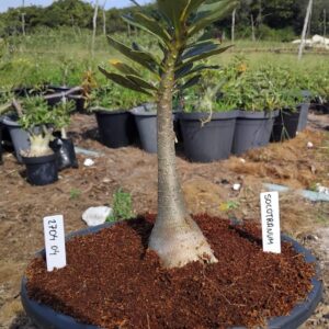 2704 04 Socotranum